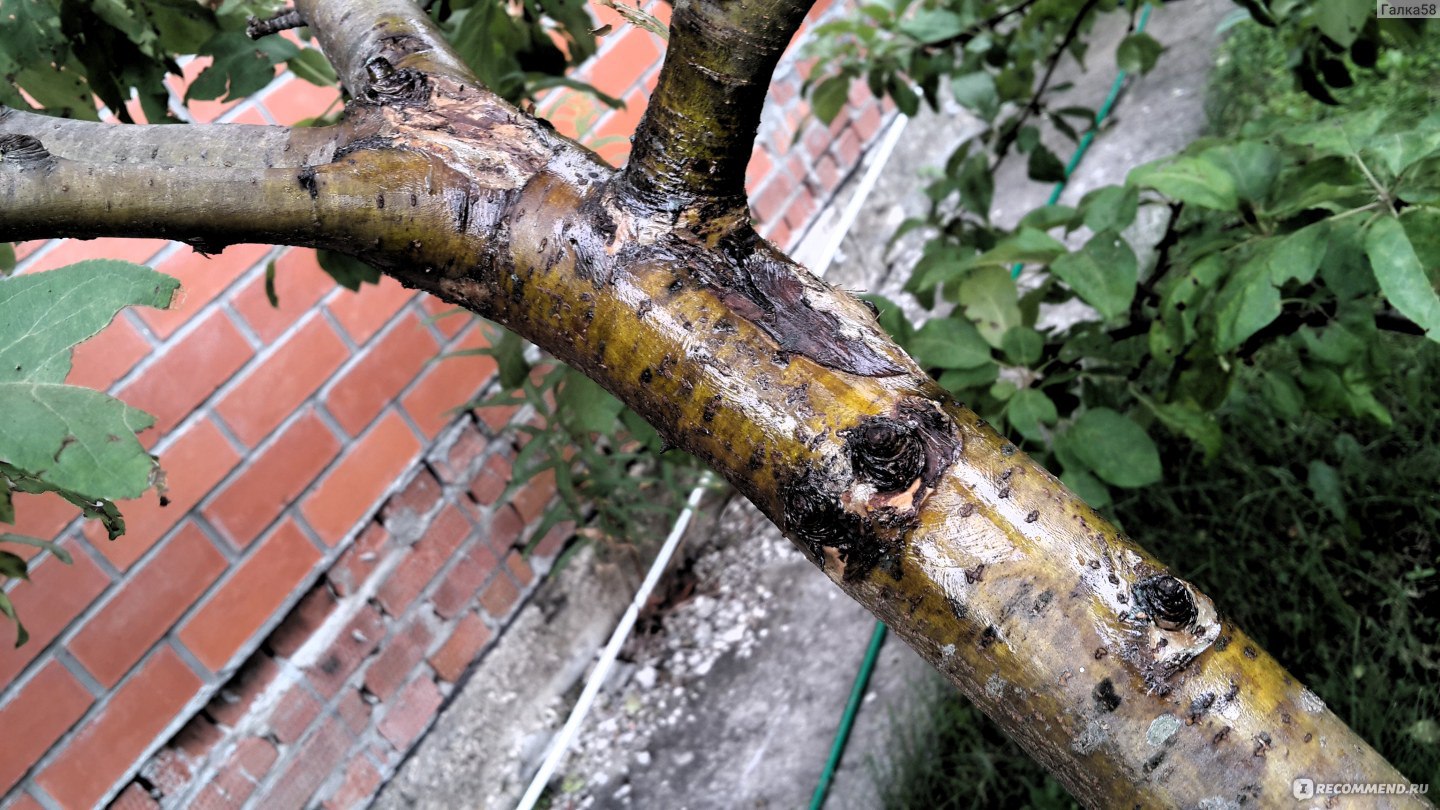 Садовый вар для деревьев - как сделать | РБК Украина