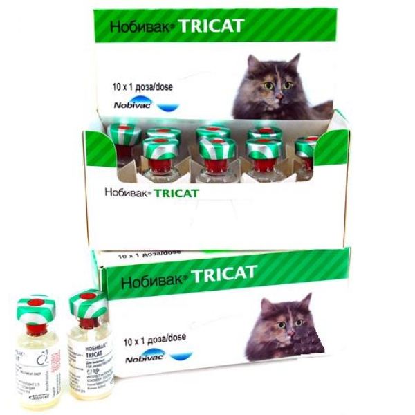 Tricat Trio  -  8