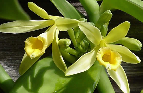 Такие разные ОРХИДЕИ - Страница 2 Vanilla-planifolia