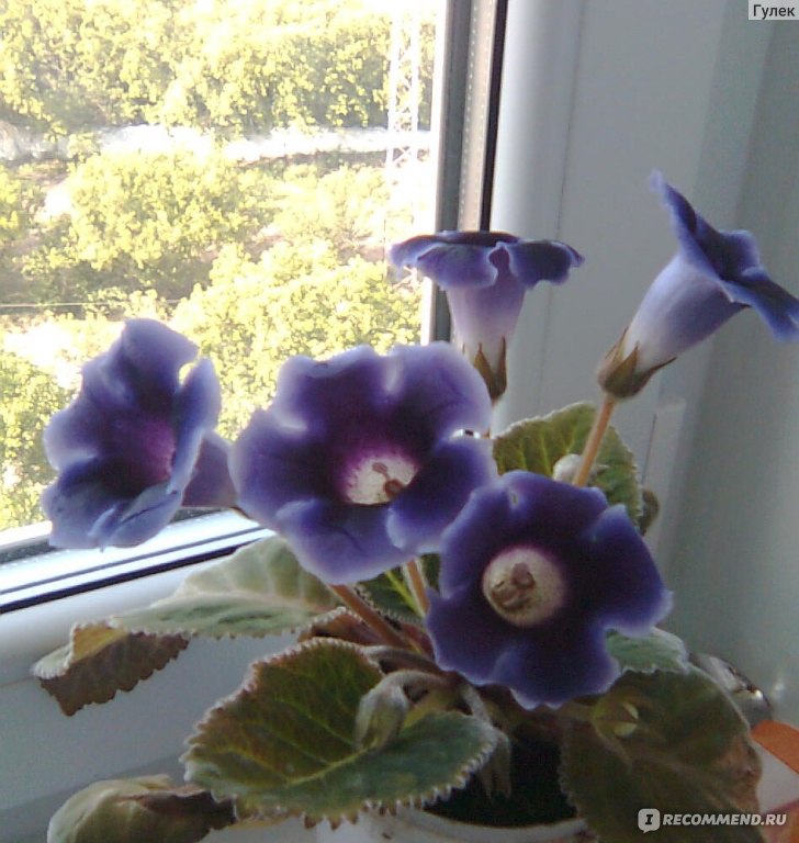Цветы, похожие на колокольчики: фото, синие, белые, голубые, как называются