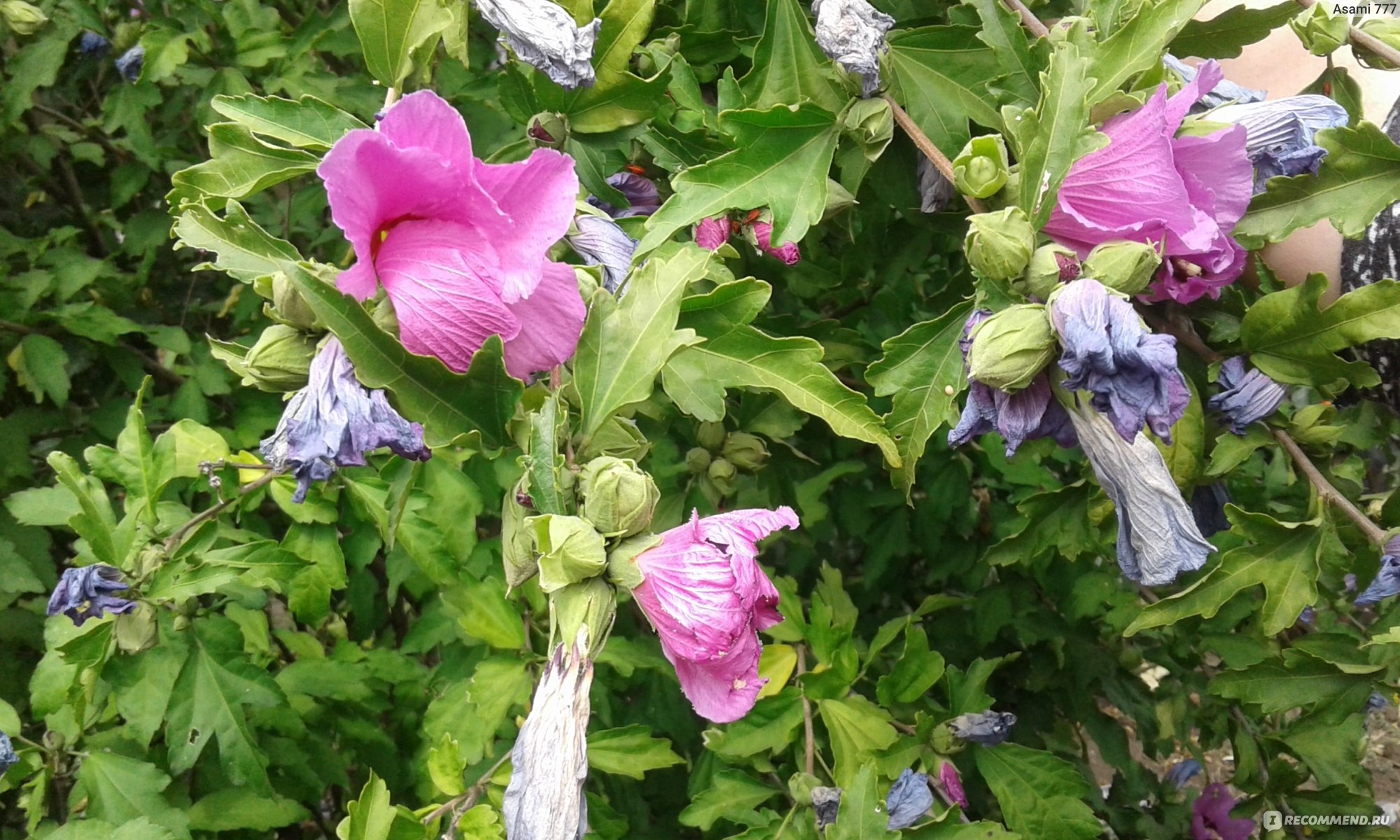 Гибискус сирийский (Hibiscus syriacus) - «Очень красивое, неприхотливое  растение станет прекрасным украшением вашего сада.» | отзывы