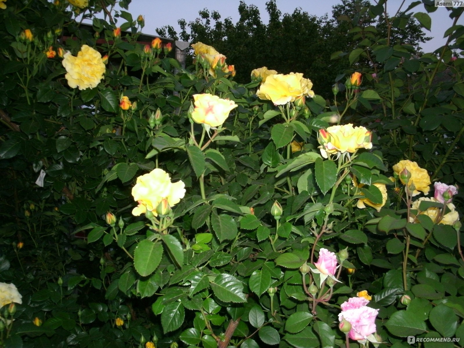 Роза парковая мишка фото и описание