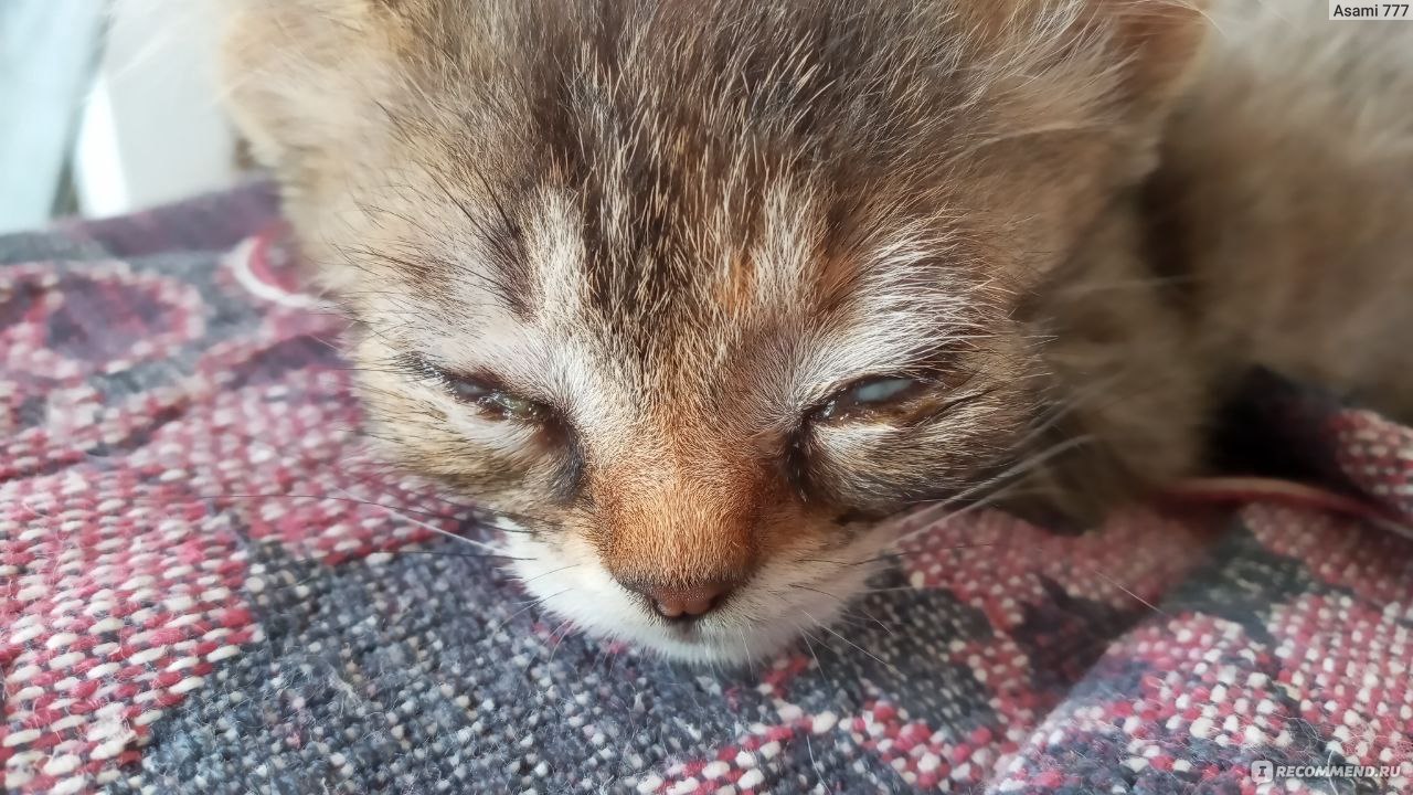 У кота гноятся глаза