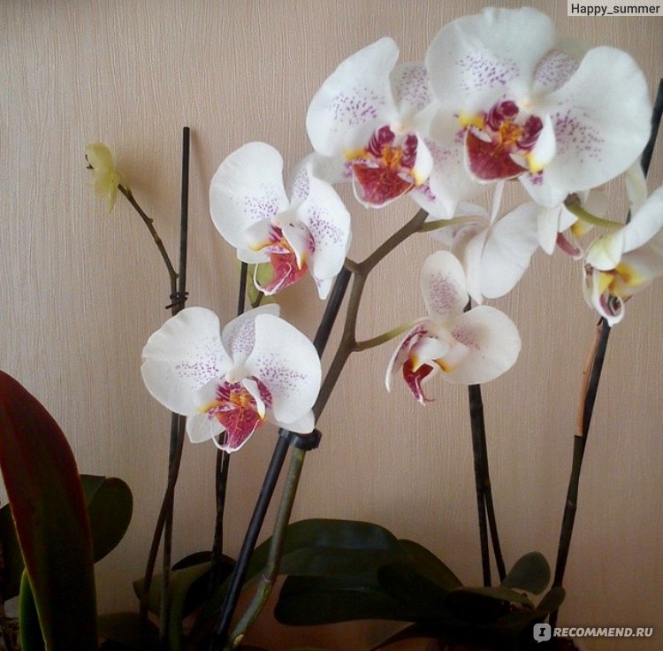Почему орхидея увядает: 6 частых причин гибели растения
