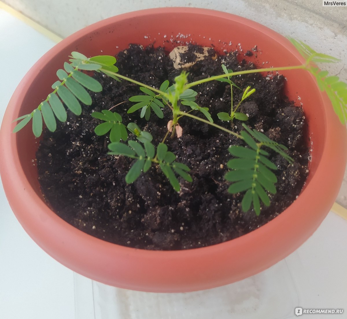 Мимоза Стыдливая (Mimosa Pudica) - «Во всех смыслах живое растение » |  отзывы