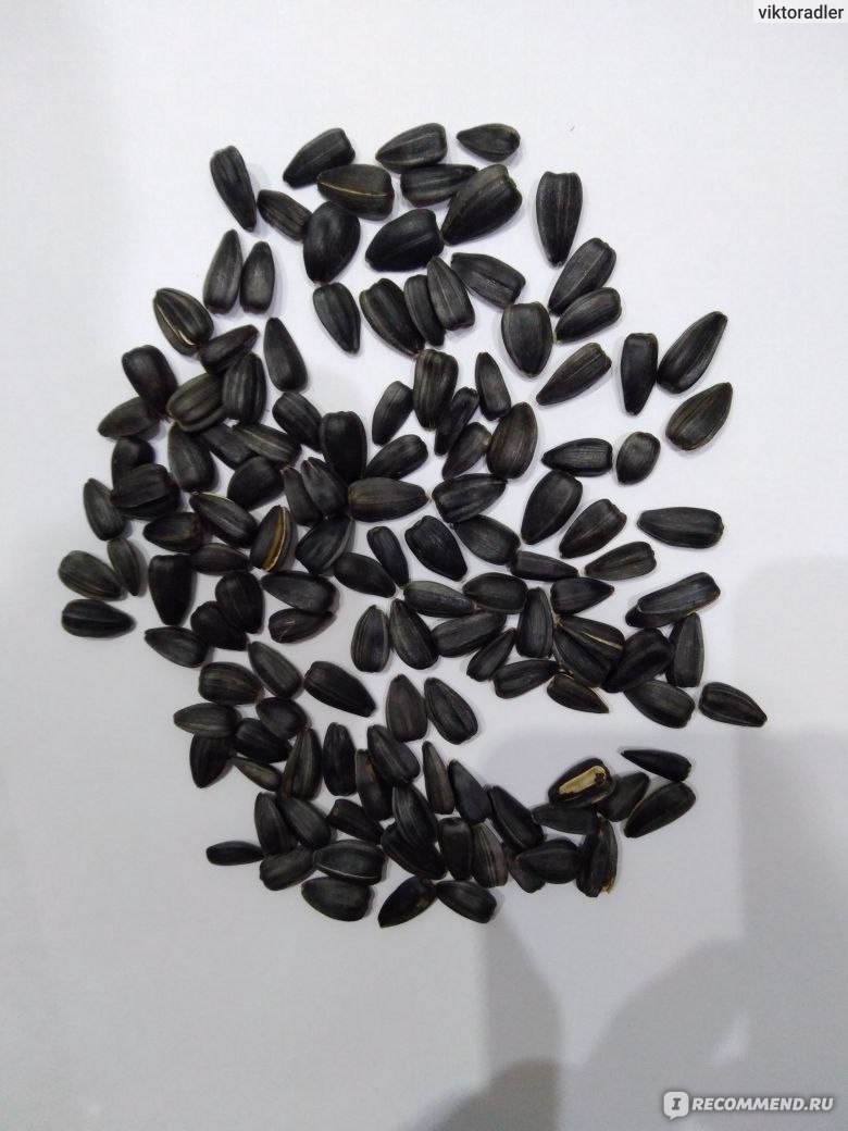 сорта семечек. Premier of taste семена подсолн. семена подсолнечника необжаренные очищенные. семечки 100 грамм. семечки очищенные.
