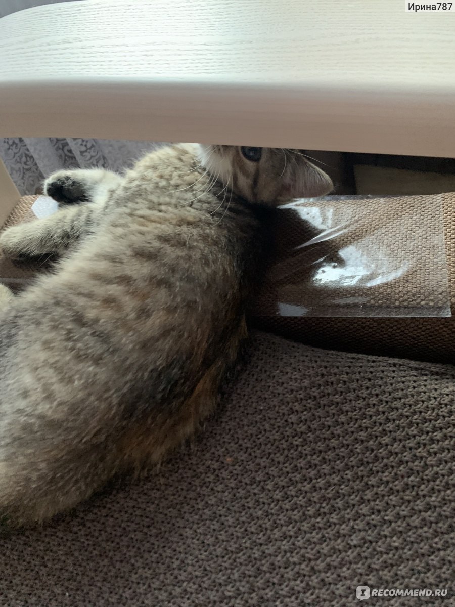 Защитная пленка на диван от кошачьих Сак мочи