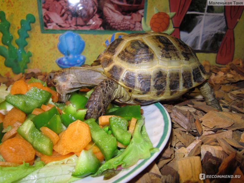 Черепаха уход кормление. Среднеазиатская красноухая черепаха. Красноухая черепаха сухопутная. Среднеазиатская черепаха питание. Среднеазиатская черепаха рахит.
