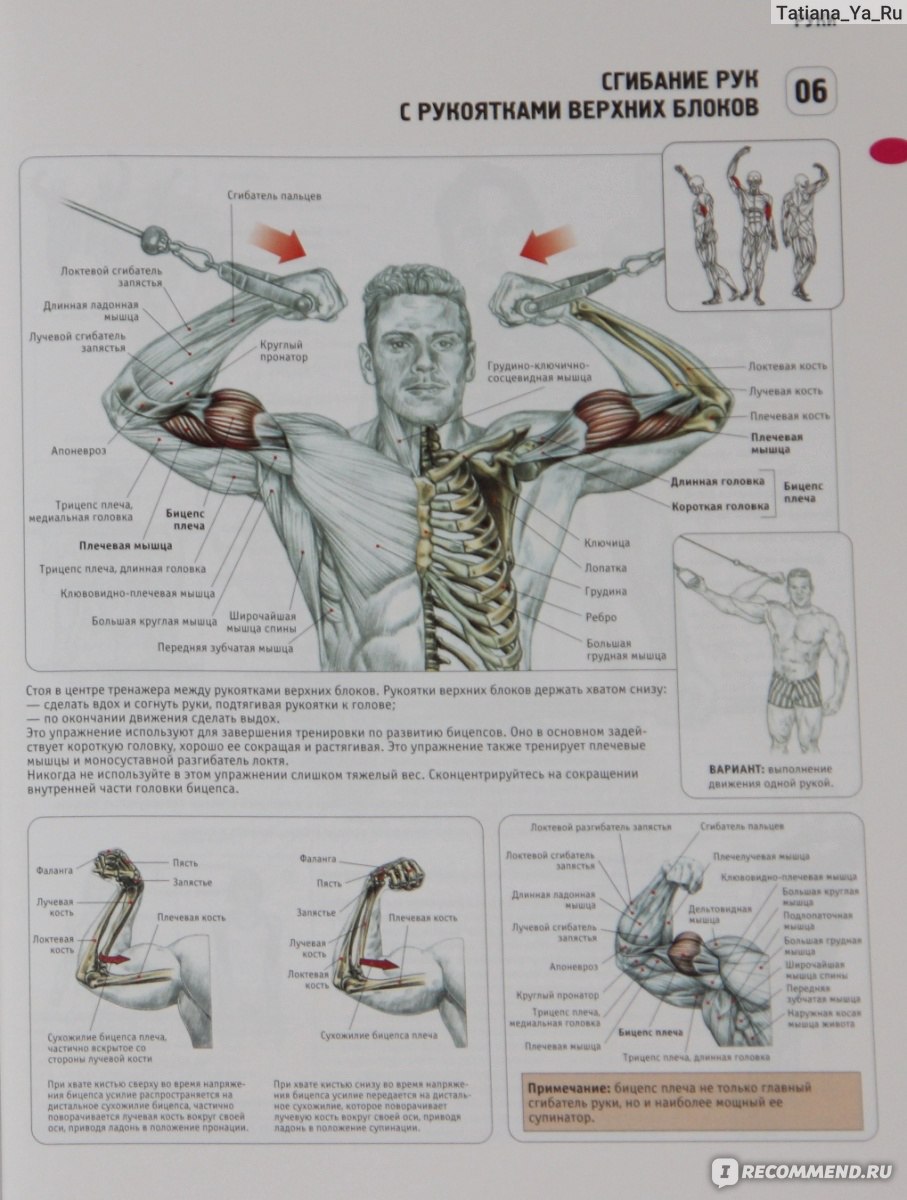 Анатомия силовых упражнений. Анатомия силовых упражнений Фредерик Делавье плечи. Анатомия боя Делавье. Анатомия боя Фредерик Делавье. Анатомия силовых упражнений Фредерик Делавье руки.