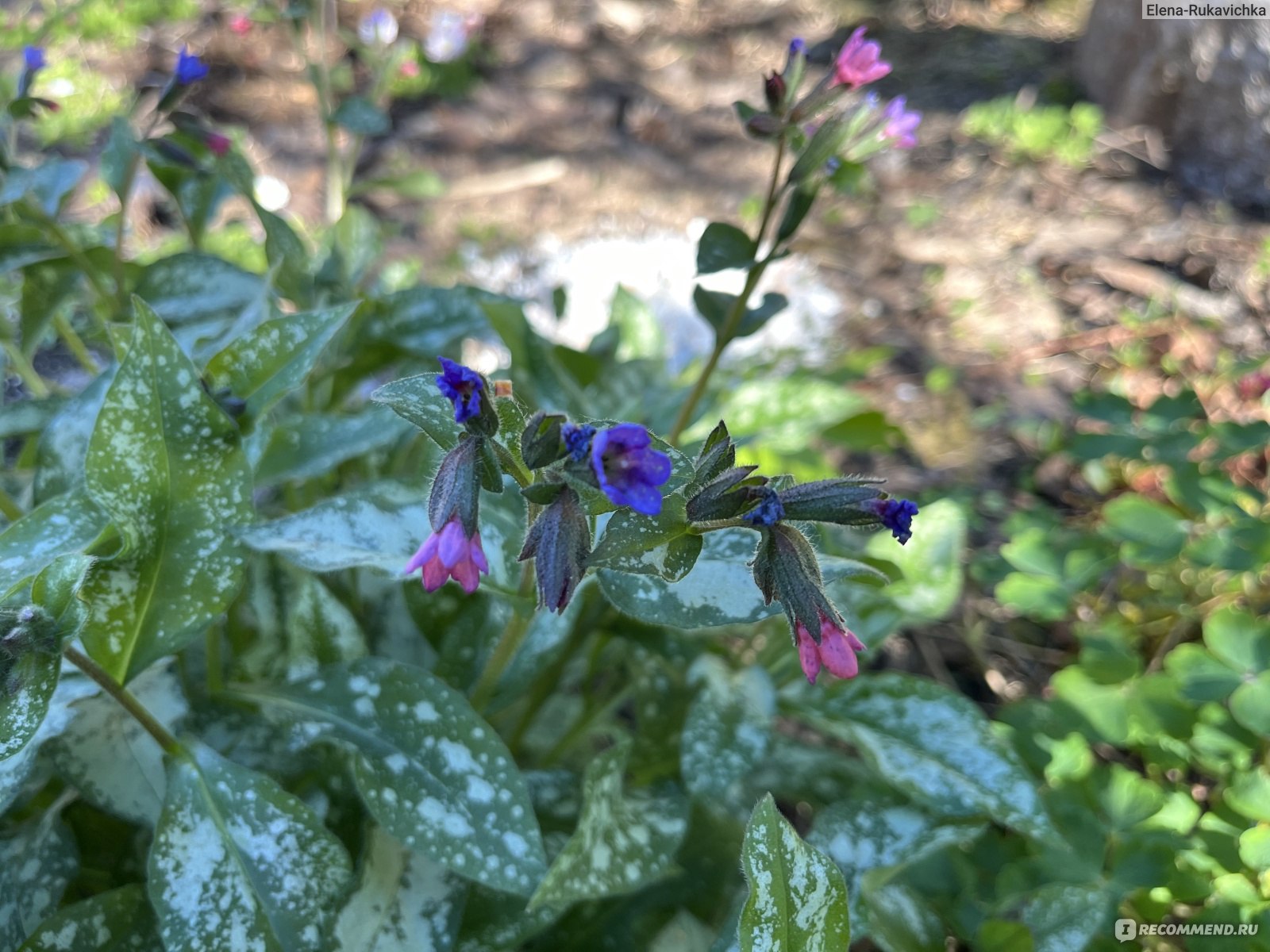 Медуница сахарная ((Pulmonaria saccharata) - «Весеннее цветение с  интересной особенностью и яркая пятнистая листва до самого снега: медуница  - любимое растение начинающих садоводов» | отзывы