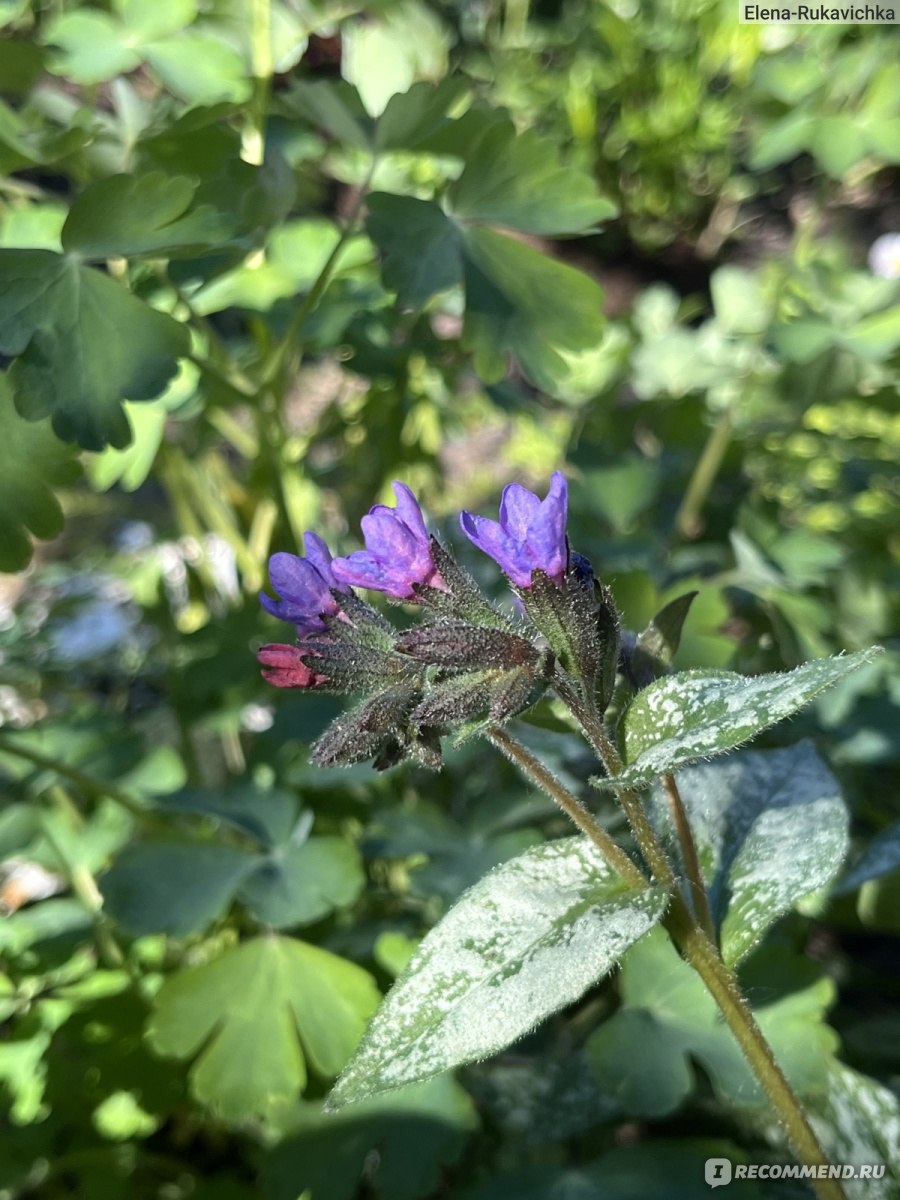 Медуница сахарная ((Pulmonaria saccharata) - «Весеннее цветение с  интересной особенностью и яркая пятнистая листва до самого снега: медуница  - любимое растение начинающих садоводов» | отзывы