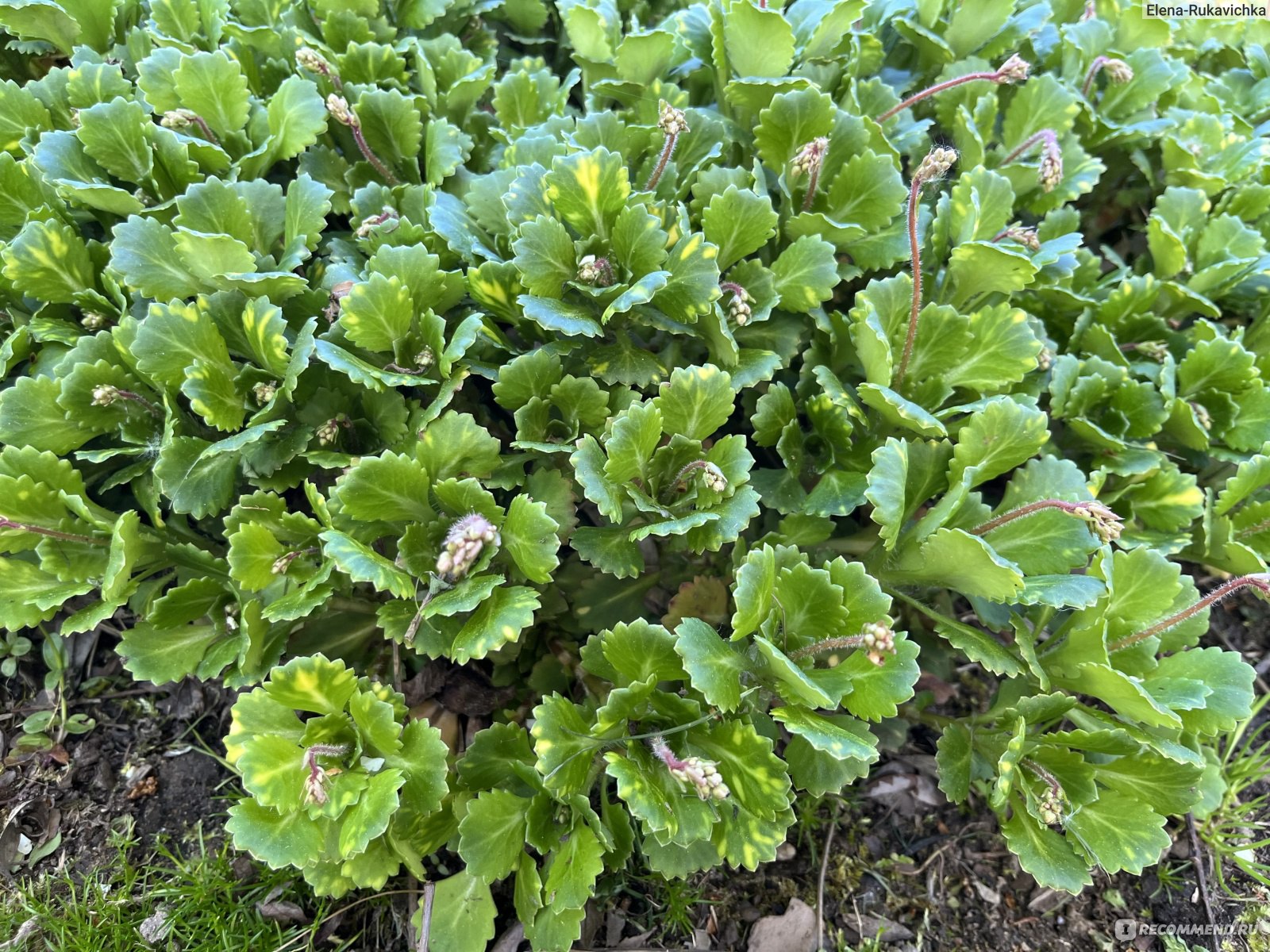 Камнеломка туполистная (Saxifraga cotyledon L.) - «Идеальный почвопокровник  для сада с кислыми почвами - нежное цветение камнеломки не оставит  равнодушных» | отзывы