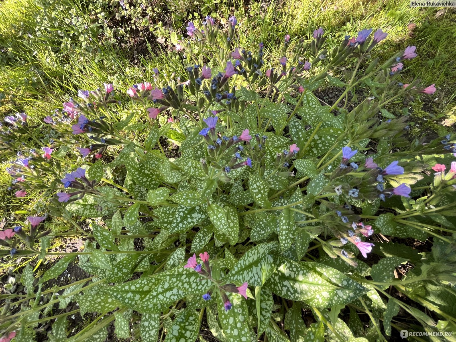 Медуница сахарная ((Pulmonaria saccharata) - «Весеннее цветение с  интересной особенностью и яркая пятнистая листва до самого снега: медуница  - любимое растение начинающих садоводов» | отзывы