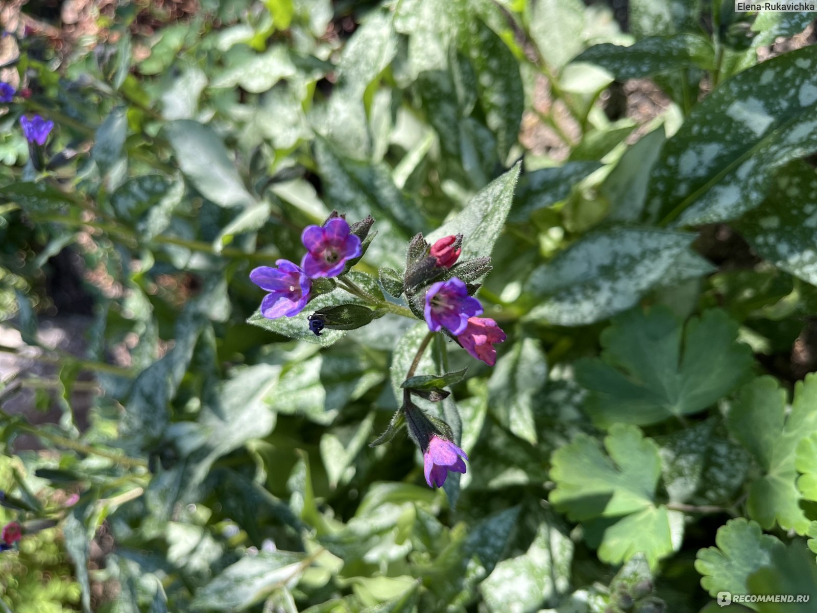 Медуница сахарная ((Pulmonaria saccharata) - «Весеннее цветение с  интересной особенностью и яркая пятнистая листва до самого снега: медуница  - любимое растение начинающих садоводов» | отзывы