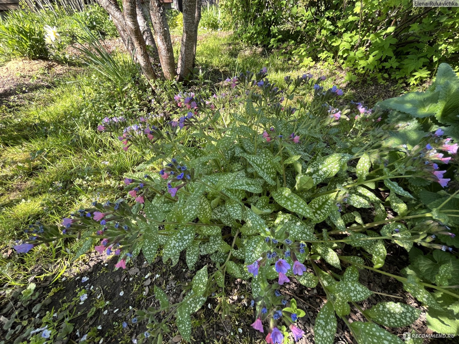 Медуница сахарная ((Pulmonaria saccharata) - «Весеннее цветение с  интересной особенностью и яркая пятнистая листва до самого снега: медуница  - любимое растение начинающих садоводов» | отзывы