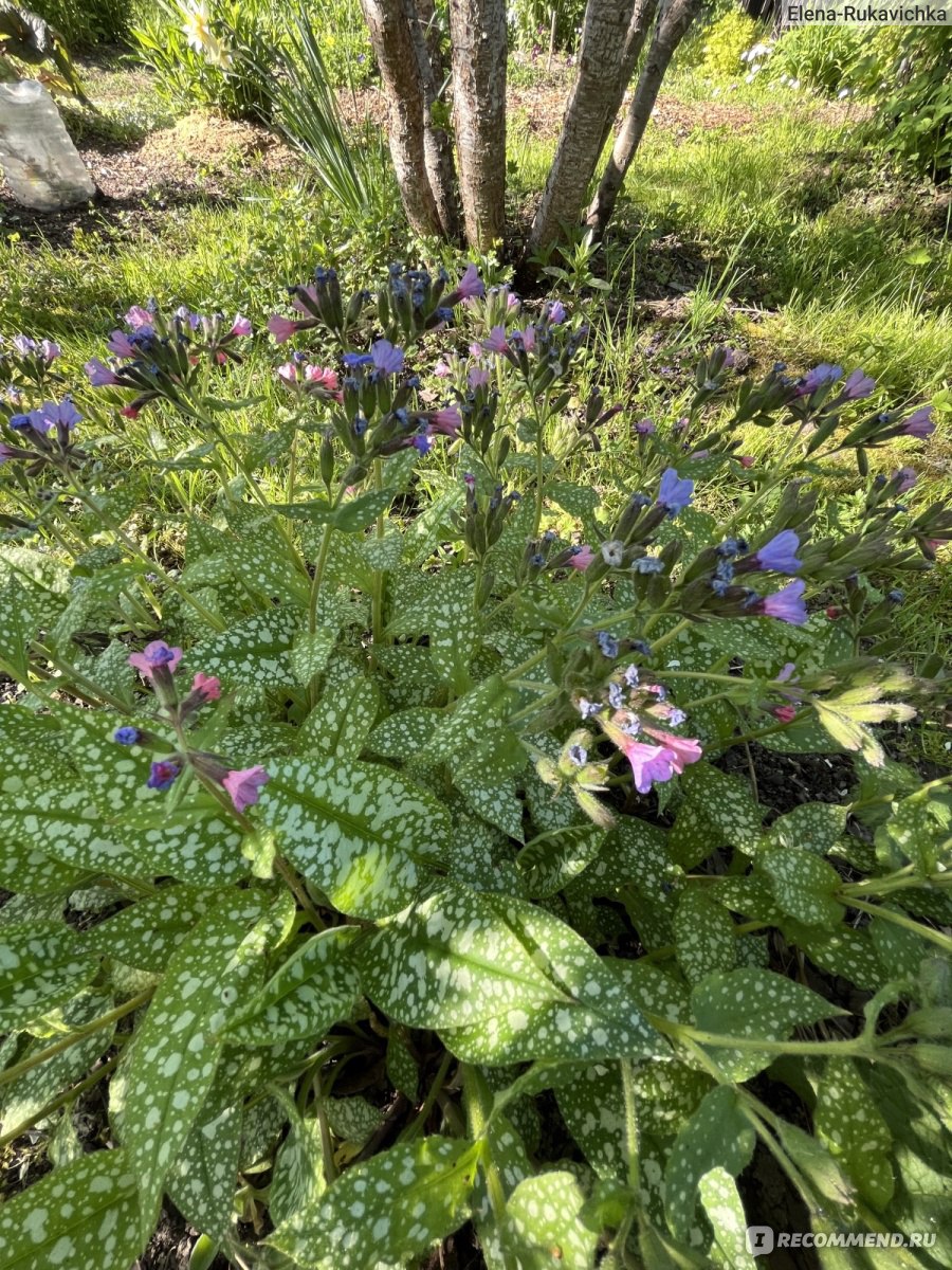 Медуница сахарная ((Pulmonaria saccharata) - «Весеннее цветение с  интересной особенностью и яркая пятнистая листва до самого снега: медуница  - любимое растение начинающих садоводов» | отзывы