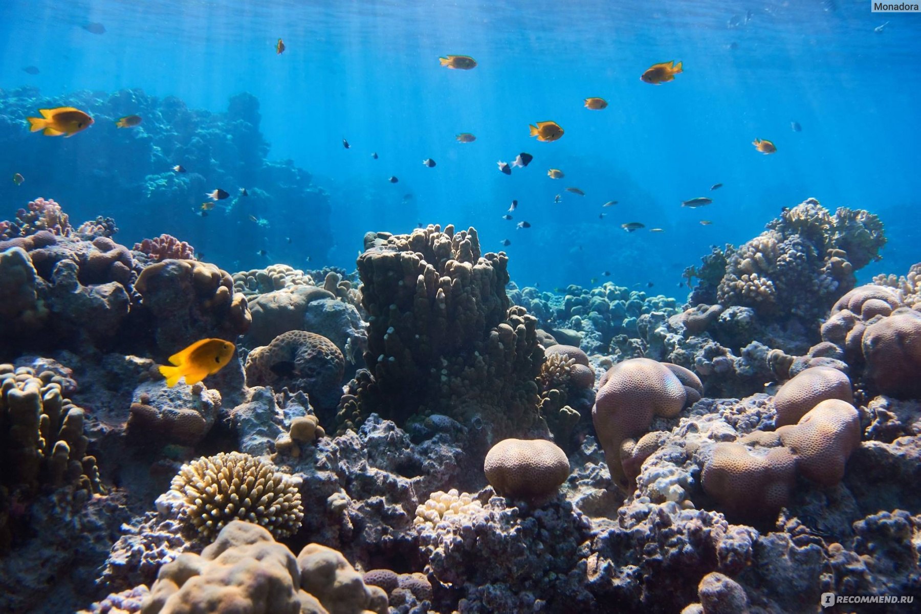 Красное море фото под водой в египте