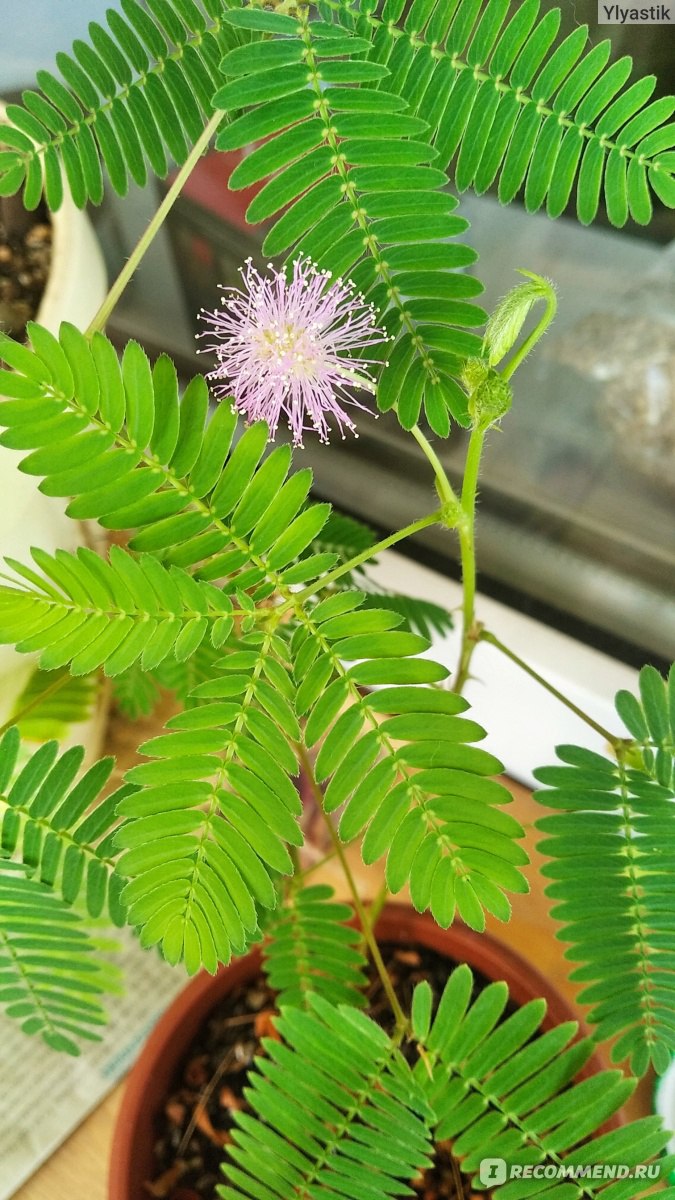 Мимоза Стыдливая (Mimosa Pudica) - «Интересное и необычное растение! Много  фото)» | отзывы