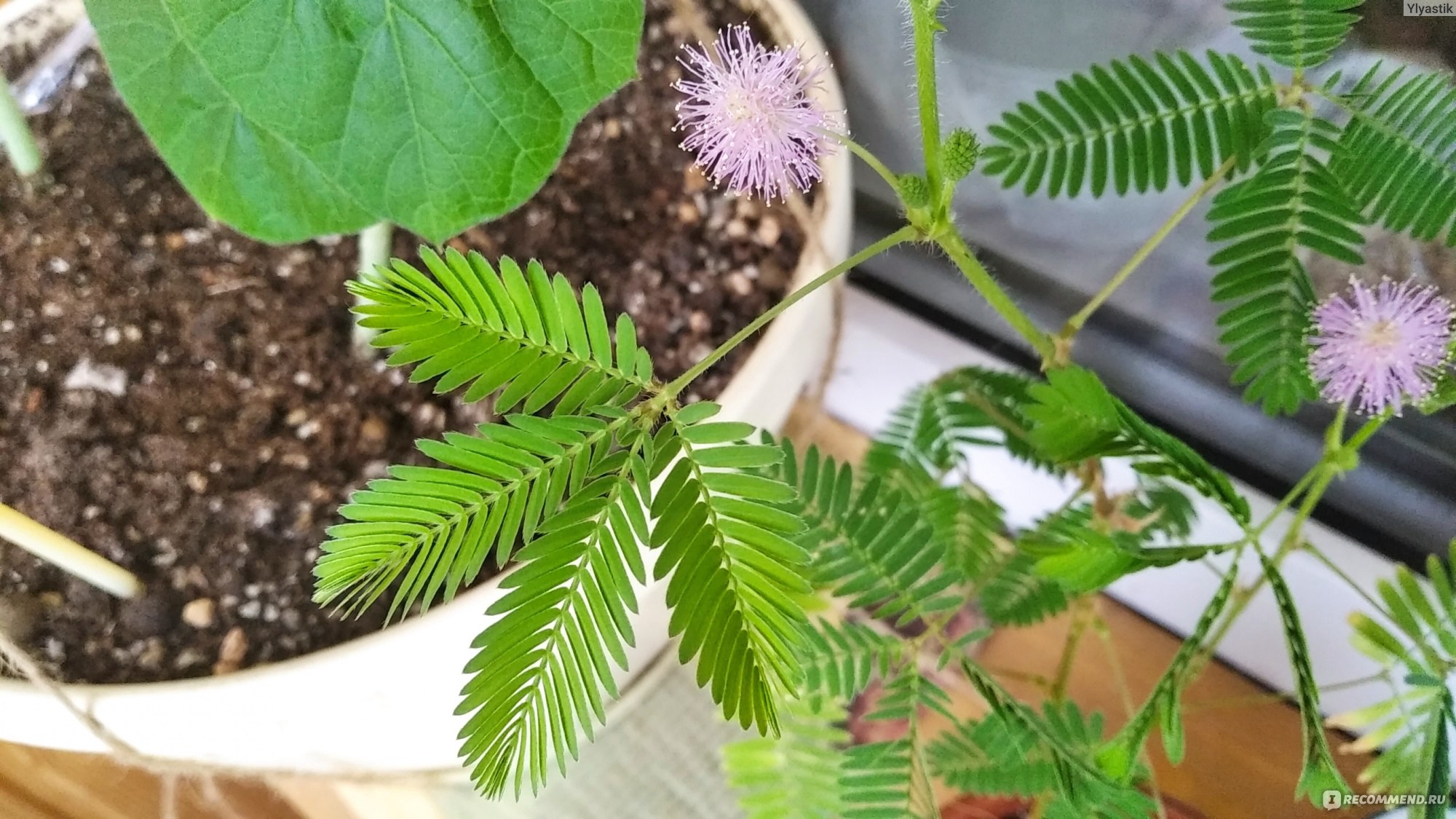 Мимоза Стыдливая (Mimosa Pudica) - «Интересное и необычное растение! Много  фото)» | отзывы