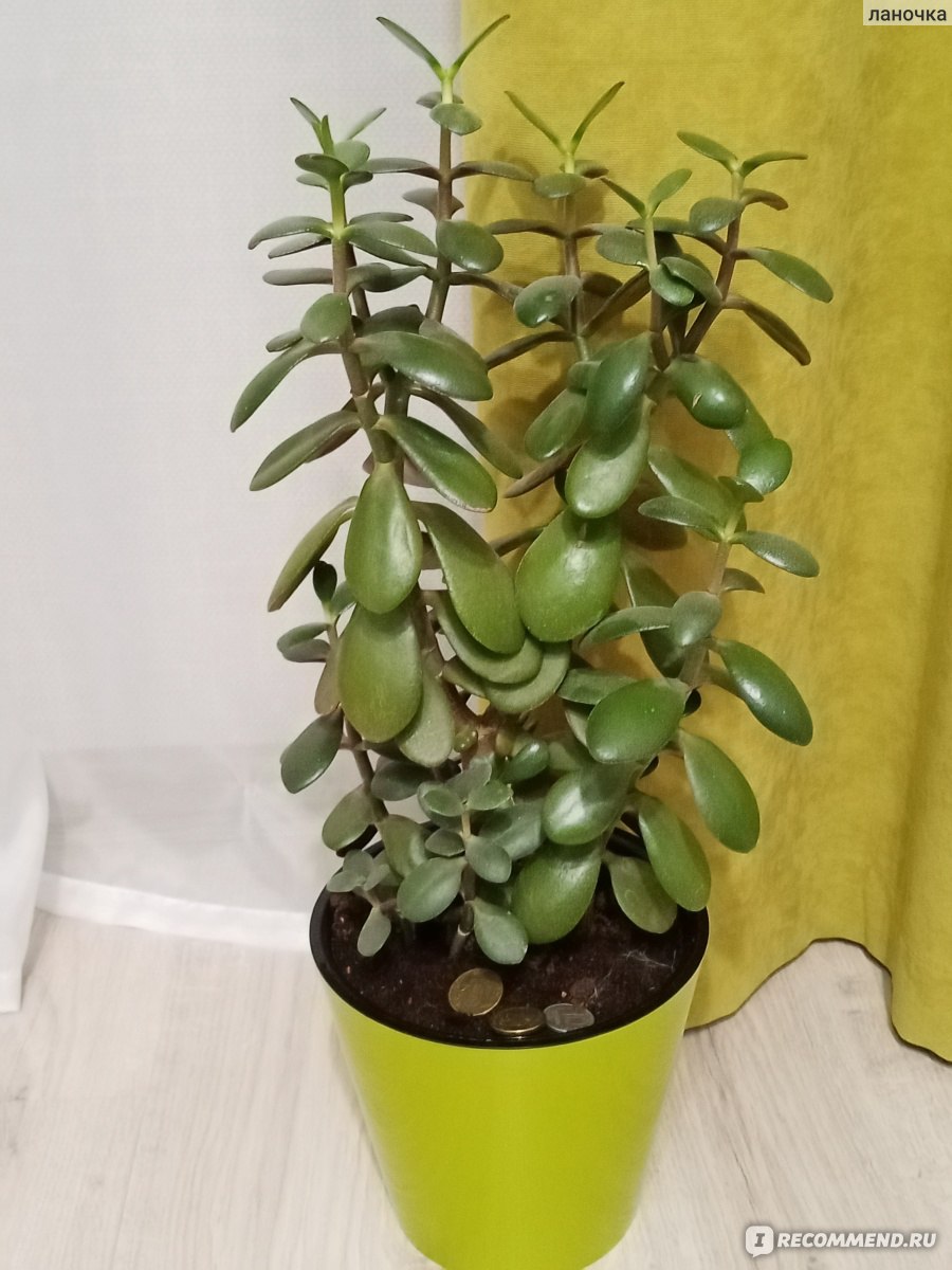 Крассула, толстянка, денежное дерево - Crassula. Уход за крассулой (толстянкой)