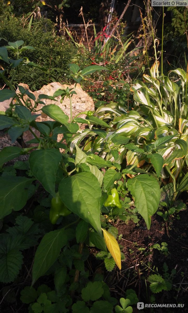 Перец Колокольчик, Capsicum baccatum (перец ягодный) - «Необычный перец для  сада.» | отзывы