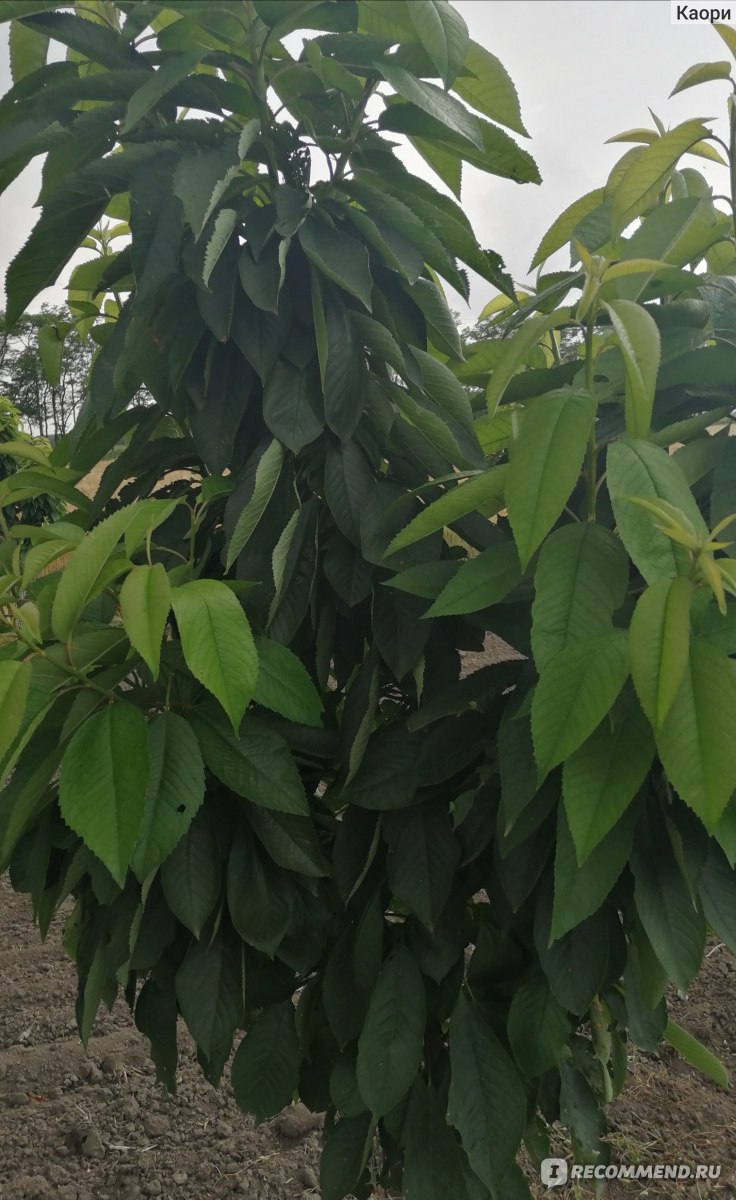 Ягода Черешня - «Дерево черешни: растим, лечим, собираем урожай. Самыйвкусный компот из черешни на зиму.🍒 »