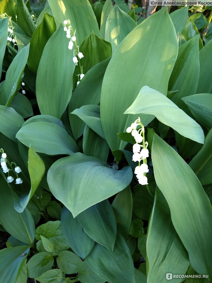 Ландыш майский (Convallaria) - «Сорняк с Красной книги.» | отзывы