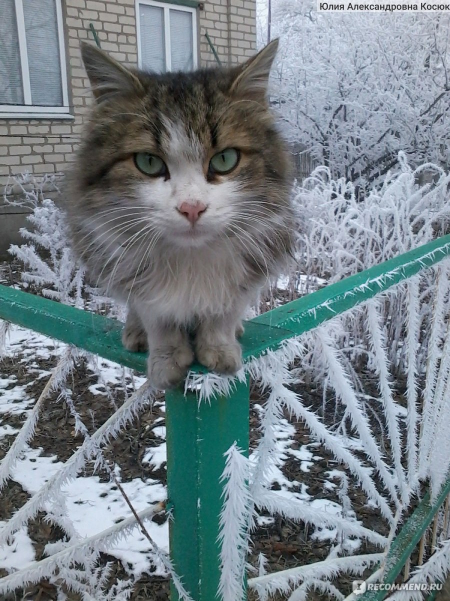 мы живет у мурзик в котенок дом составить (99) фото