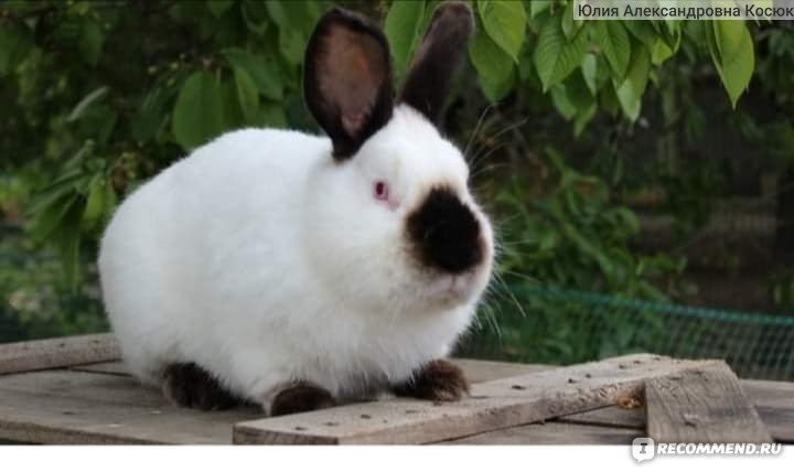 Белый великан: описание и характеристики породы кроликов