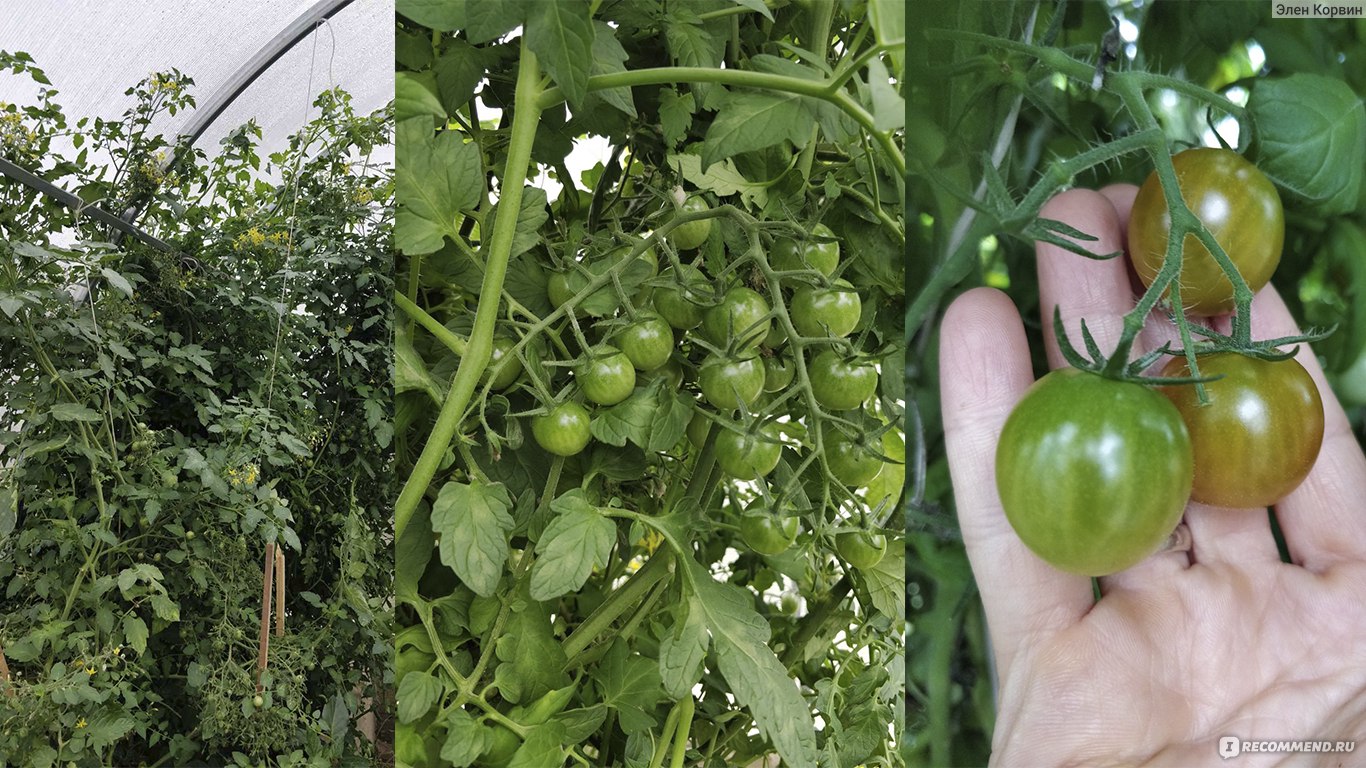 Семена помидор для балкона самоопыляемые