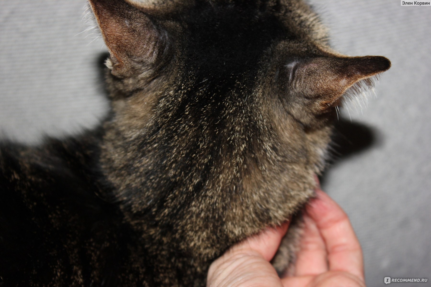 Противопаразитарные средства Bayer Адвокат для кошек капли на холку фото