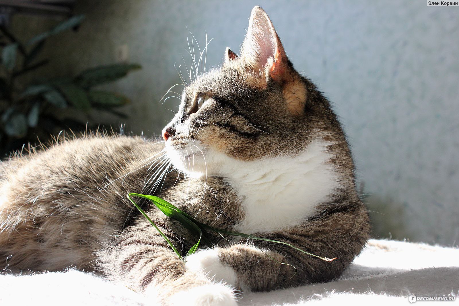 Противопаразитарные средства Bayer Адвокат для кошек капли на холку фото