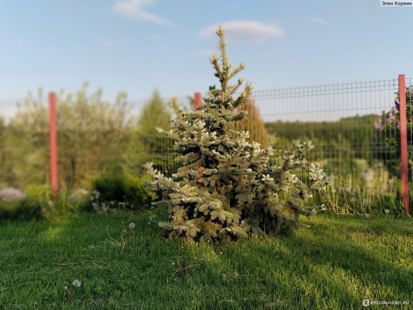 Ель Hoopsii - «Красивая, но не без недостатков. Перед покупкой стоит хорошо  подумать, нужно ли оно вам» | отзывы