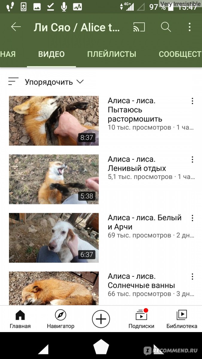 YouTube канал Ли Сяо / Alice the FoX -  www.youtube.com/channel/UCiEFbQHfI-iiez0NBr6ZV1g - «Супер! Полюбоваться на  лису, не заводя её дома» | отзывы