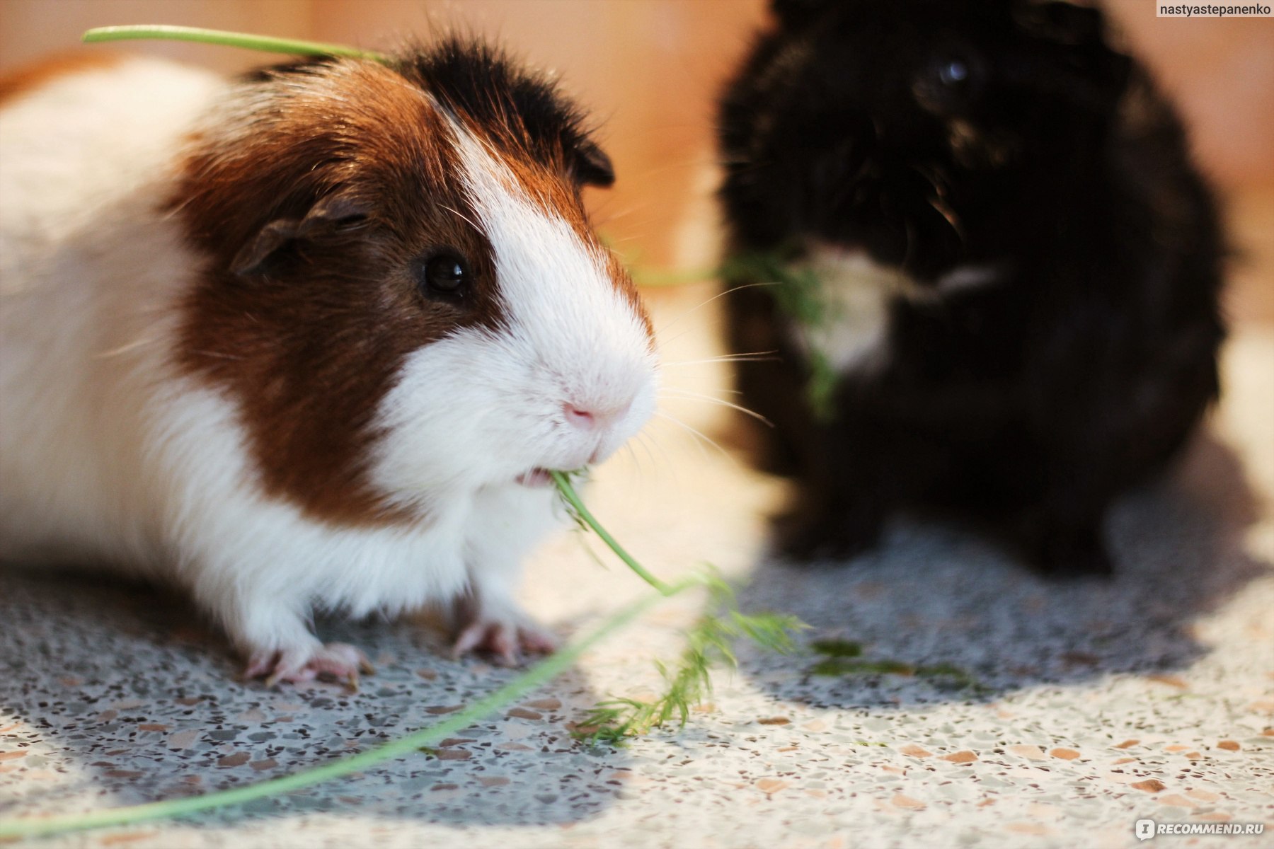 Морская свинка / Cavia porcellus - «Записки свинковода и мой горький опыт»  | отзывы