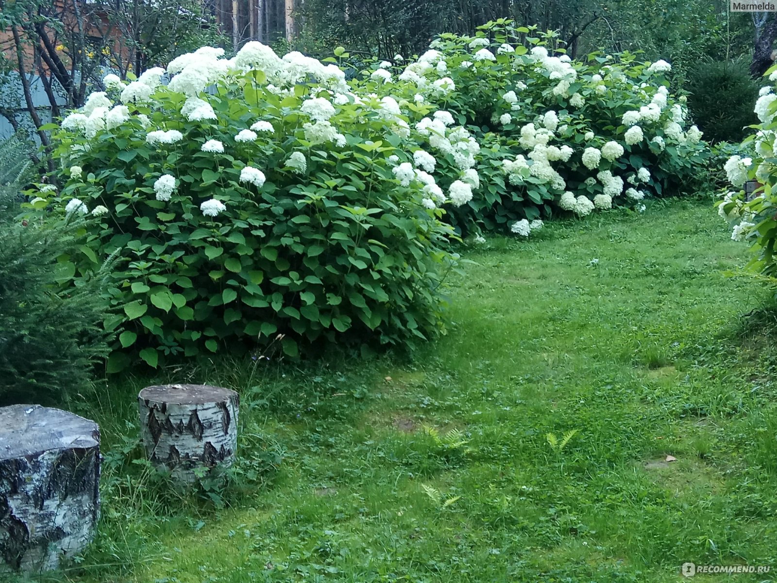 Гортензия древовидная анабель фото в саду