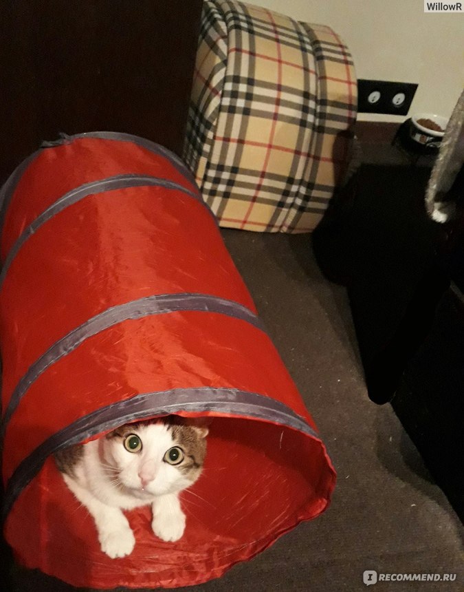 Как сделать тоннель для кошки своими руками