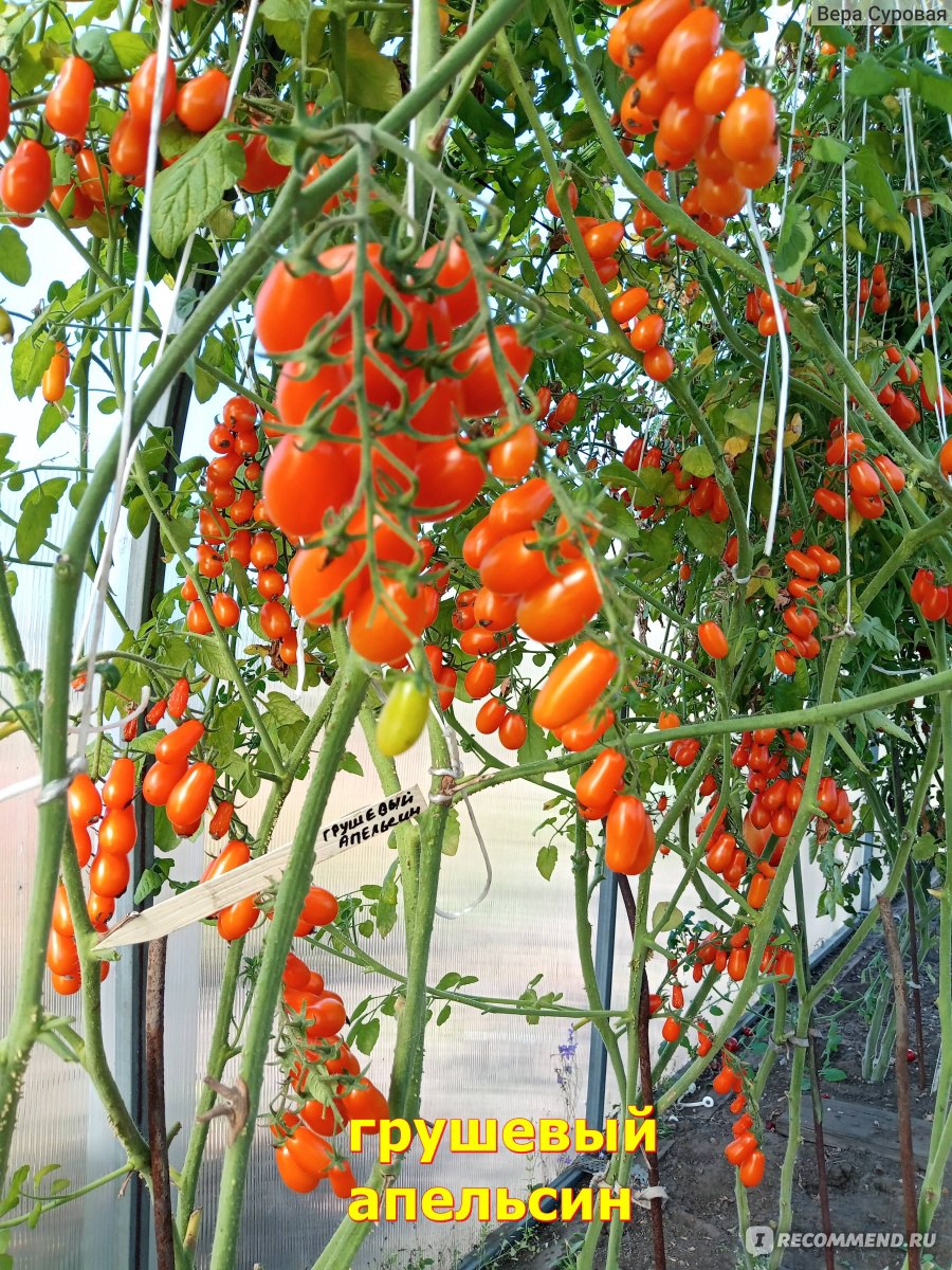 Томат черри Грушевый апельсин (Pera Naranja) - «Вкуснее многих фруктов ...