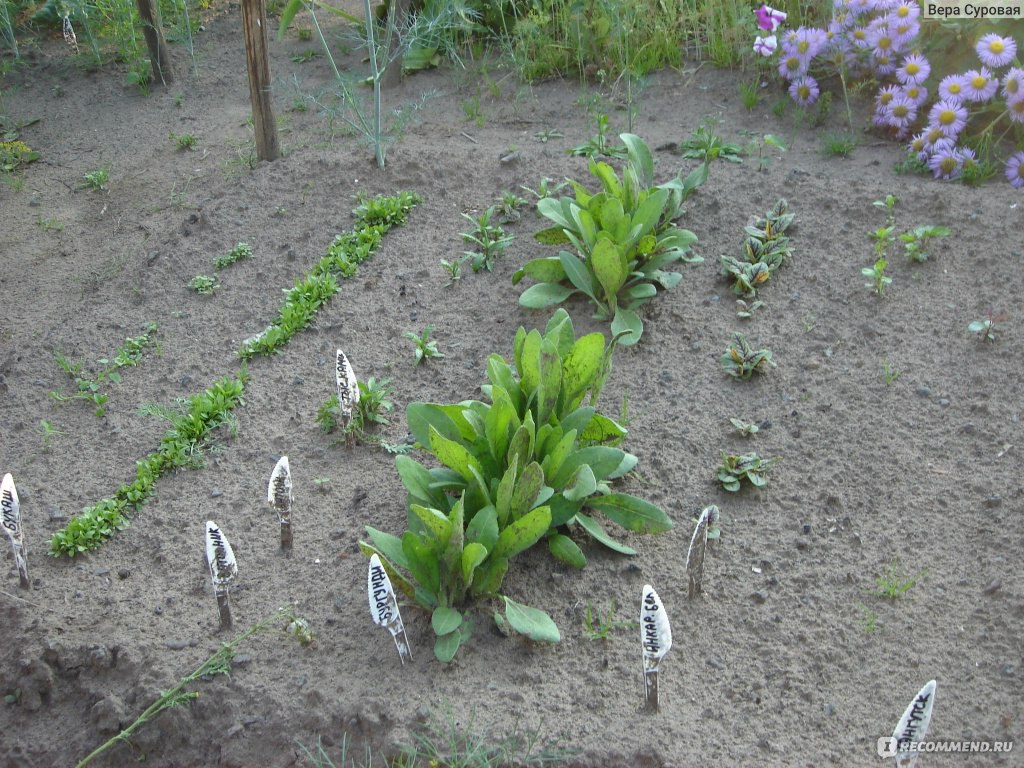 Граунд от сорняков - «Для истребления самого неистребимого бурьяна ...