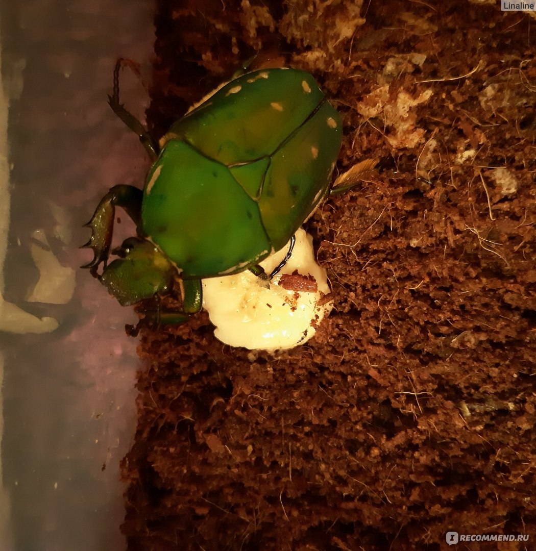 Жук бронзовка (Mecynorrhina polyphemus) - «Изумрудная африканская  бронзовка. Жук, который покорил мое сердце. Все о содержании и питании » |  отзывы