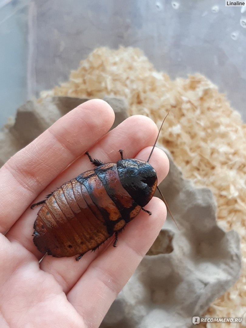 Мадагаскарский таракан в роли домашнего питомца