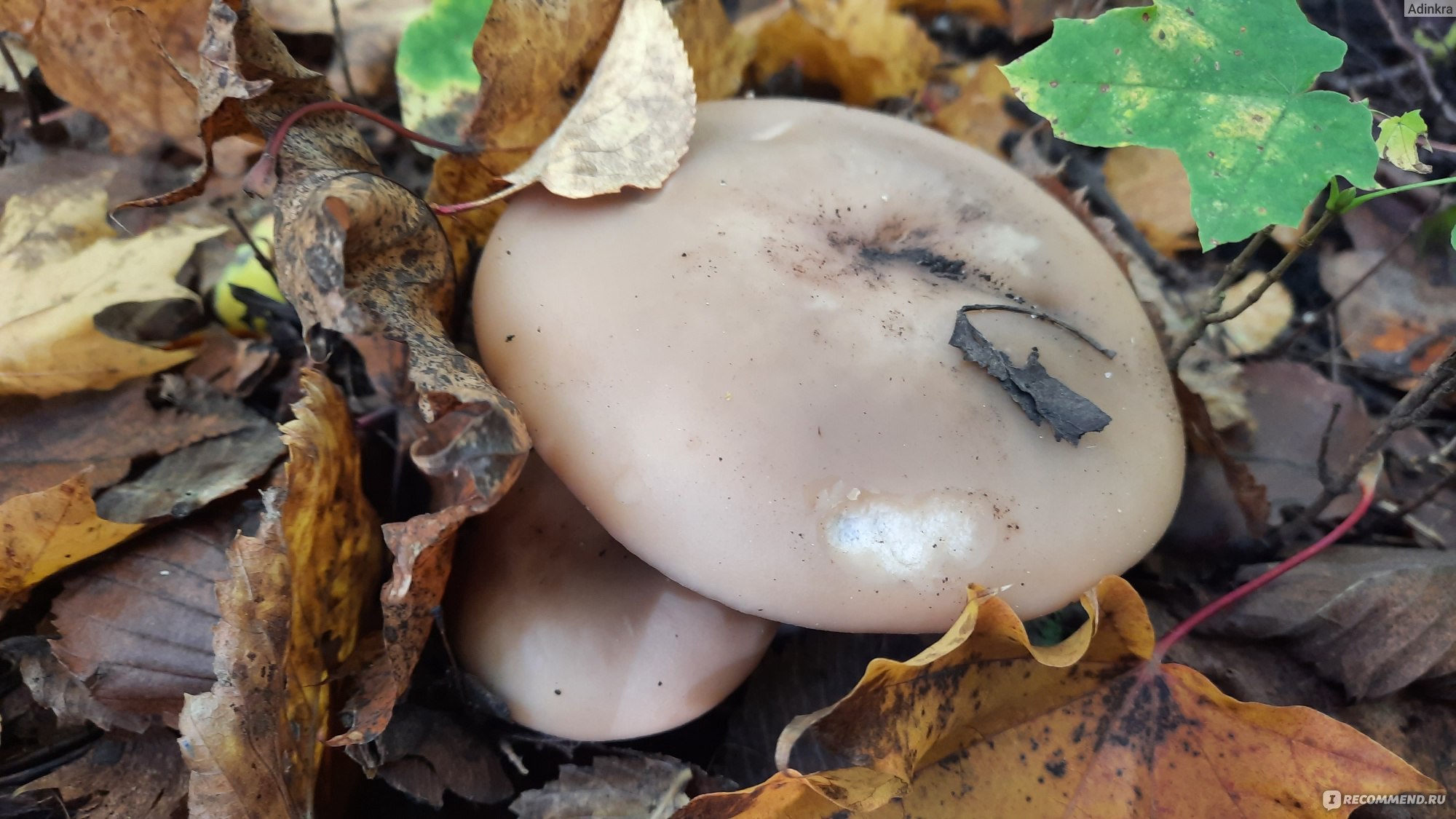 Узбекистан грибы съедобные грибы