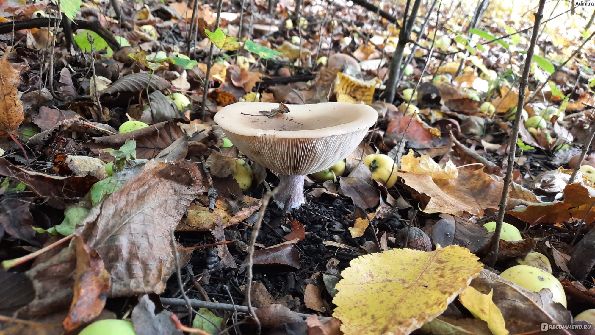 Подотавники грибы Рязанская область