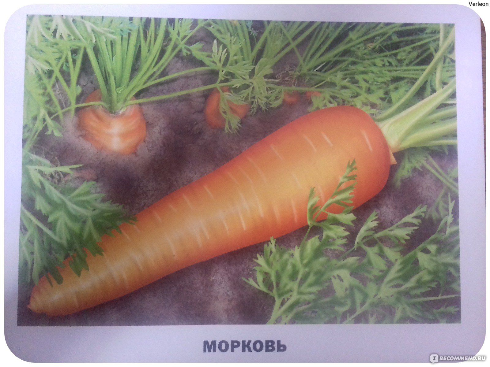 Включи морковь про новый. Морковь карточка. Надпись морковь. Карточки с изображением моркови. Карточки для детей морковь.