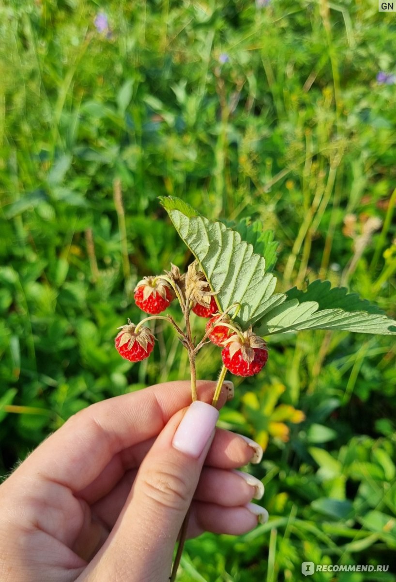 Ягода Клубника лесная - «🍓Я называю эту ягоду чудом природы!! КЛУБНИКА  ЛЕСНАЯ, ИЛИ ПОЛЕВАЯ! Как и когда собирать, полезные свойства. Заработок на  ягодах. Наши заготовки. + Много летних фото » | отзывы