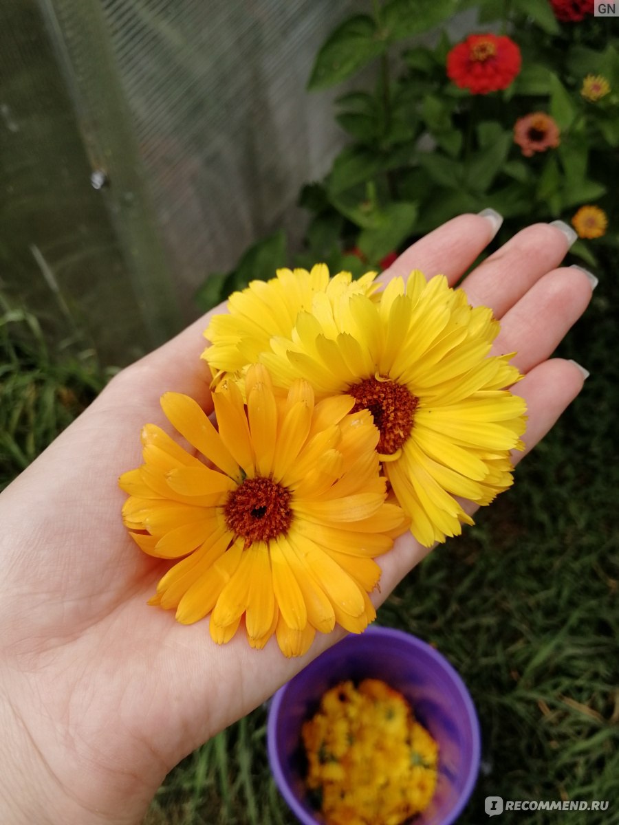 Лекарственные растения Календулы цветки - «🌼🌼 Разукрашу Вашу ленту и свой  блог летними цветами. Не только красивая, но и полезная календула🌼. Для  лечения и профилактики горла круглый год и не только!» | отзывы