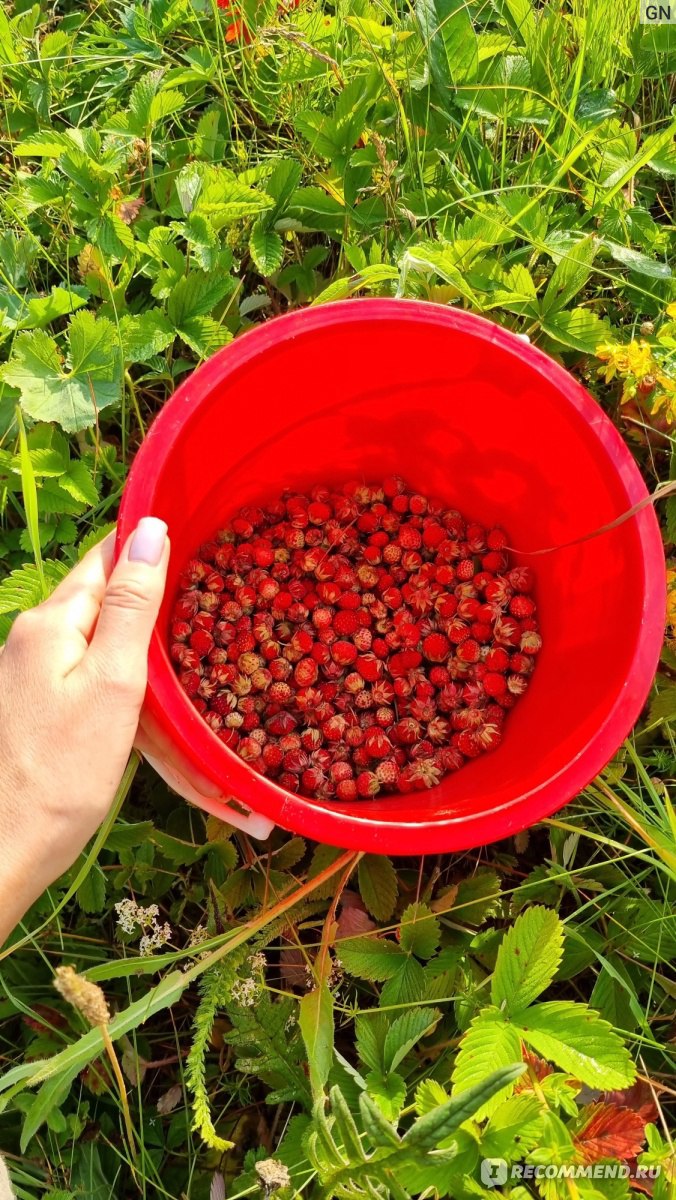 Ягода Клубника лесная - «🍓Я называю эту ягоду чудом природы!! КЛУБНИКА  ЛЕСНАЯ, ИЛИ ПОЛЕВАЯ! Как и когда собирать, полезные свойства. Заработок на  ягодах. Наши заготовки. + Много летних фото » | отзывы