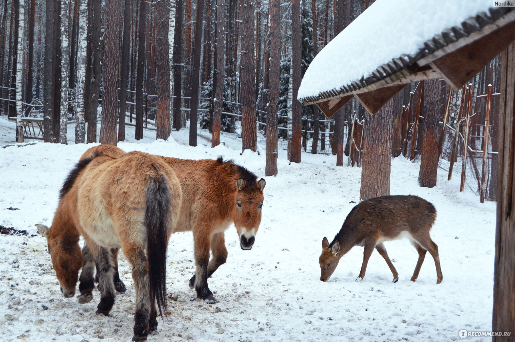 картинки животных орловской области