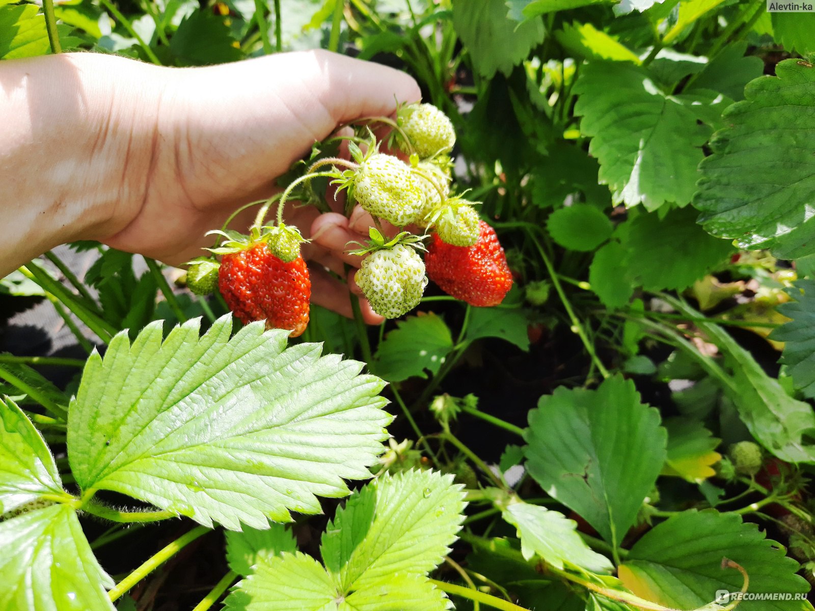Ягода Клубника - «Самая вкусная ягода! Выращивание клубники в домашнихусловиях из семян.»