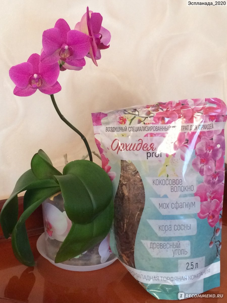 Как выбрать правильный грунт для орхидей: лучшие рекомендации